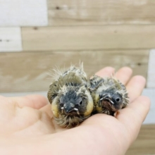 この姿がたまらんのです♡キンカ鳥ヒナ！