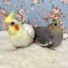 オカメインコ  ルチノー＆ノーマル  入舎しました🐤🐦.+*:ﾟ