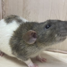 元気いっぱい☆レッキスファンシーラット男の子