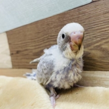 わたわた可愛いヒナさんです☆セキセイインコのライラックカラー！