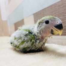 クリクリおめめの可愛いお顔☆コザクラインコのノーマルカラー！