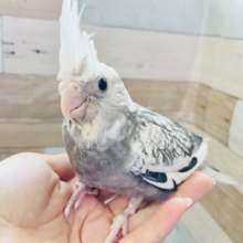 どんどん大人の階段登ってます♪オカメインコヒナ(ホワイトフェイスパールパイド)