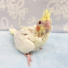 大人気❤️オカメインコ(ルチノー)  2022年2月生まれ