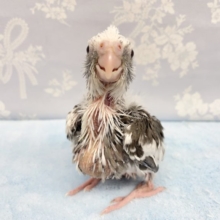 牛さんっぽい！？オカメインコ(ホワイトフェイス)  2022年2月生まれ