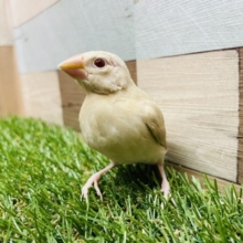 最新画像有り☆久々にやって来ました〜シナモン文鳥！