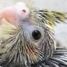 ニコニコ笑顔～☺️ オカメインコ(ノーマル)