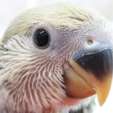 見とれてしまうカラー🌸 コザクラインコ(シナモン)