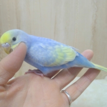 かまってちゃんなセキセイインコの「ソーダちゃん」いますよ〜