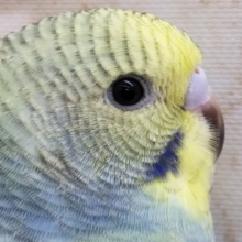 黄色いお顔がとってもキュート💛 セキセイインコ(イエローフェイスオパーリン)