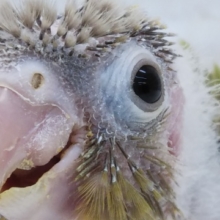 これからの成長が楽しみ～🍍 ホオミドリウロコインコ(パイナップル)