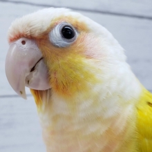 まぶしい～ウロコインコサンチーク、入荷です。