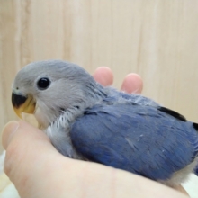 人気カラー！小桜インコバイオレットさんいますよ〜