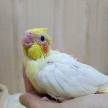 まだヒナヒナです！オカメインコルチノーさん来ましたよ～