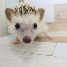 更新☆慣れ慣れヨツユビハリネズミのノーマルカラーの男の子入荷しました❤