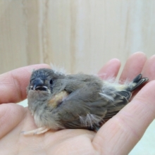 鳴き声はニーニー！キンカ鳥ヒナさんいますよ〜その1