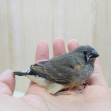 最新動画あり!!鳴き声はニーニー！キンカ鳥ヒナさんいますよ〜その2