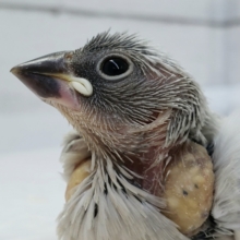 カッコいい！シルバー文鳥入荷です。