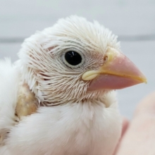 ちょこまかと、可愛い白文鳥入荷です。