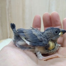 まん丸の目が可愛い！桜文鳥ヒナさん来ましたよ～