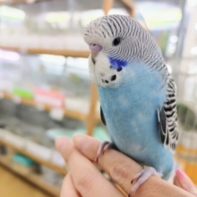 カキカキ大好き❤ジャンボセキセイインコさん入荷しています☆