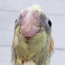 綺麗なオカメインコパールパイド入荷です。