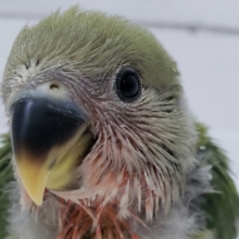 ベタベタにならして！小桜インコノーマル入荷。
