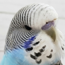 ムキムキ系。ジャンボセキセイインコ入荷です。