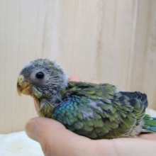 久々に来ました！美声インコオパーリンヒナさん〜