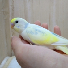 とっても美カラー！なセキセイさんいますよ〜