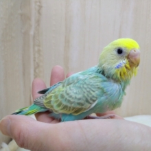 大人気カラー！エメラルドグリーンのセキセイさん、いますよ〜