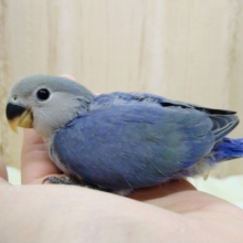バイオレットの小桜さん！いますよ〜