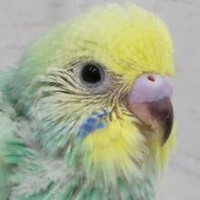 鮮やかグリーン🌈 セキセイインコ(レインボー)