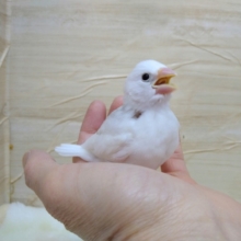 ちょうど良いサイズの白文鳥さん、いますよ〜その1