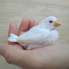 ちょうど良いサイズの白文鳥さん、いますよ〜その2