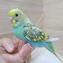 ナデナデ大好き！セキセイインコの「パンちゃん」いますよ〜