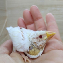 レアです！アルビノ文鳥さん来ましたよ。