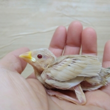 キラキラの赤目ちゃん♥シナモン文鳥さん来ましたよ～