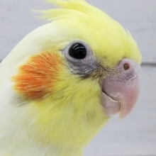 まだら模様が特徴的💛 オカメインコ(パイド)