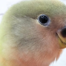 最新画像！ 黄色いもふもふ産毛💛 コザクラインコ(オパーリン)