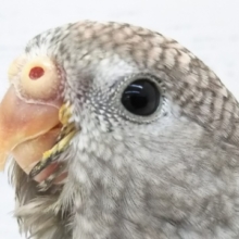 最新画像！ ピンクが似合います！ローズアキクサインコ