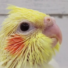 可愛らしいほっぺた～👑 オカメインコ(ルチノー)