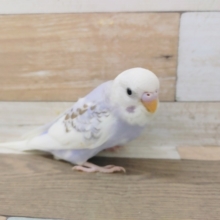 最新画像更新❤美色すぎます！！セキセイインコヒナ(シナモンパイド)