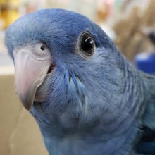 目を引くブルーカラー💙 サザナミインコ(コバルト)