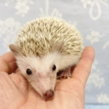 オシャレカラー❤️ハリネズミ(シナモン)  2022年2月生まれ