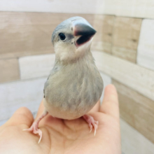 もう赤ちゃんじゃないもん✨桜文鳥ヒナ！