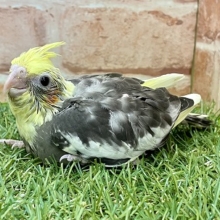 ド定番ではないですがポピュラーな模様です☆　オカメインコのひな 2022.3/25撮影