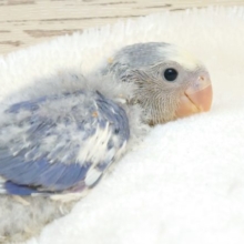 楽し気な表情が可愛いコ♪　落ち着きあるバイオレット系です！　コザクラインコ～～
