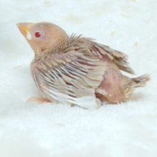 早く育たないかなぁ～～♪　おらおらが見たいですよね？？　シナモン文鳥☆