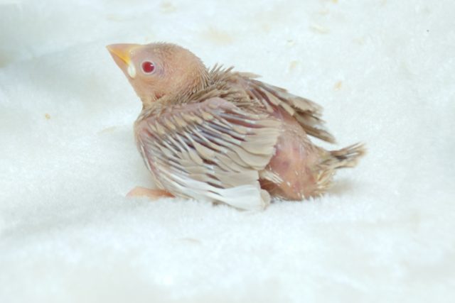早く育たないかなぁ~~♪ おらおらが見たいですよね?? シナモン文鳥☆ 早く育たないかなぁ~~♪ おらおらが見たいですよね?? シナモン文鳥☆