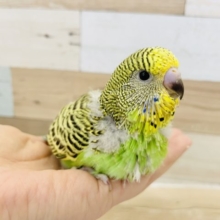 ムチムチがたまらん！！ジャンボセキセイインコヒナ(ノーマル)
